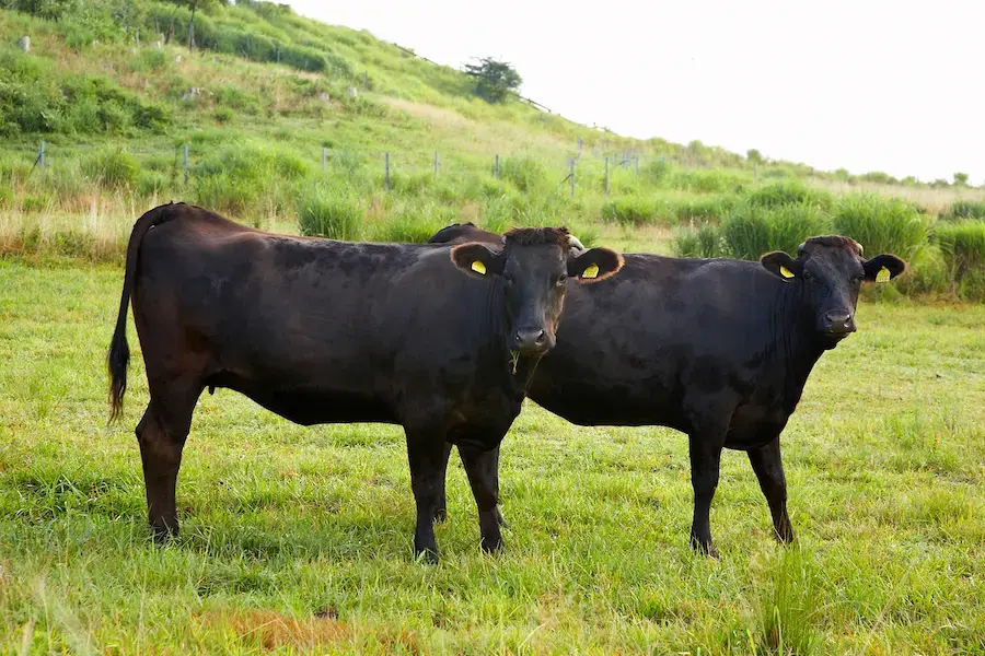 All a practitioner should know about the Wagyu cattle